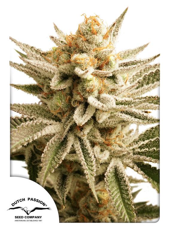 lemon Z dutch passion semenacanabis_cz